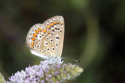 DSC09117.jpg