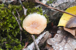 DSC09335.jpg