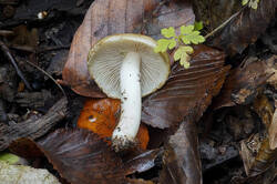 DSC09356.jpg