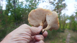 DSC09694.thumb.JPG.7c61ed4564034eace3e0cbe62f218a94.JPG