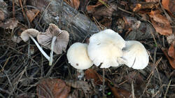 DSC09713.thumb.JPG.d09c09a74a48fa391c1403d5d4284a8e.JPG