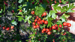 DSC09849.thumb.JPG.c38fc11d24370442e15e087ec48489c6.JPG