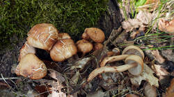 DSC09932.thumb.JPG.672eea90243687e306d597bd03d4c913.JPG