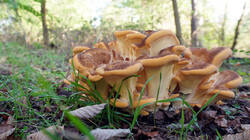 DSC09948.thumb.JPG.e49acec26a04d7baf46a91d31f613b2c.JPG