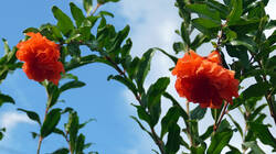 DSC09970.thumb.JPG.a49b9cd21ae92a3fa1761f4ef8caa9b4.JPG