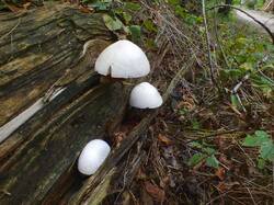DSCF3710.thumb.JPG.373b6133a75e97d35b32ce25c8b28e07.JPG
