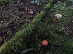 DSCN1336.thumb.JPG.7e0e48575d3e63ad7ebe3d4911e231bb.JPG