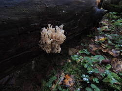 DSCN1345.thumb.JPG.00a8fc5a249fb04a4100ad75d756b3fe.JPG