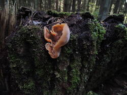 DSCN1346.thumb.JPG.18489d556ef381055c84d370f0c0d430.JPG