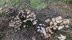 DSC_0180.thumb.jpg.4d1216dccd4e6fa4cda183fca242938b.jpg
