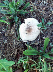 DSC_0182.thumb.jpg.62e005ae44edbf55e4de2dd64ed52b29.jpg