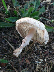 DSC_0183.thumb.jpg.129049ed689d26865a0cdd5545e3bff9.jpg