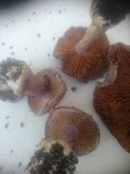 DSC_1741.thumb.JPG.3d150cc02b6af5ce3849efa8f3163668.JPG