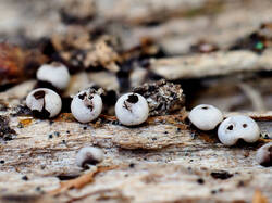 Diderma_montanum_AYV_20260823-1.jpg