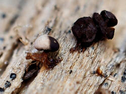 Diderma_montanum_AYV_20260823-2.jpg