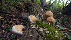 Fomes_fomentarius_AWP_2026_0903.thumb.JPG.f47e25405951418e3662fab5999a8645.JPG