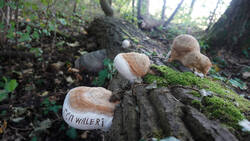 Fomes_fomentarius_AWP_2026_0916.thumb.JPG.1f4d107bd6336c47beebec81e2d74b8e.JPG