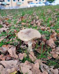 G29.thumb.jpg.fea0f605976bbc14799e1de7b201cad2.jpg
