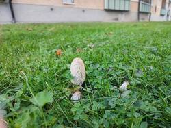 G30.thumb.jpg.29011ded9a63799c603bc7680bf89b6f.jpg