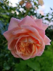 IMG-20260926-WA0010.thumb.jpg.abddf0c9a7e50d7942d8f39d02cc3dd2.jpg