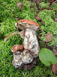 IMG20260903104045.jpg