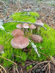 IMG20260905083508.thumb.jpg.ebb0b847c5141f3d4030527b2c2e0fc7.jpg
