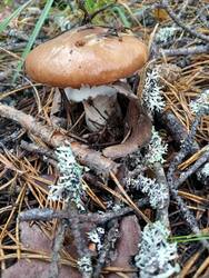 IMG20260905083802.thumb.jpg.d3ac828375c5cbba24a4fe1087f0456b.jpg