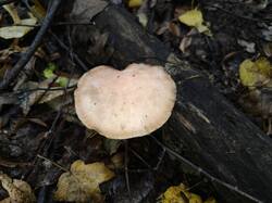 IMG20260906150448.thumb.jpg.cf6a0d6f295ff10b9a6a9e6c6d19f8e8.jpg
