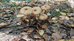 IMG20260909124241.jpg