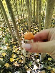 IMG20260911133449.thumb.jpg.10cc8ac0ca9ec13a3cb22210e1962720.jpg