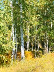IMG20260911140456.thumb.jpg.659f6ca9b5bf6d34f36b40b0bca4d1d3.jpg