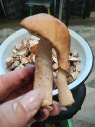 IMG20260911182515.thumb.jpg.3aa3705f301b7ecd6a1fe31630eba2c6.jpg