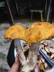 IMG20260911201323.thumb.jpg.9398f8ff69a876df8a5ba4b86d92b225.jpg
