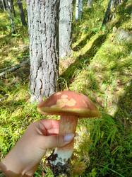 IMG20260913123148.thumb.jpg.2edbf4ac064fd22b565511de10070266.jpg