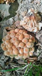 IMG20260913140732.thumb.jpg.998685b301801915d9e37aafe4640fde.jpg