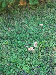 IMG20260919115959.thumb.jpg.7979047af9bb5b5f2311c85b8ba7ee43.jpg