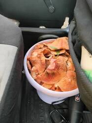 IMG20260919152339.thumb.jpg.bfce233f98806b9c6623c01c52277e2a.jpg