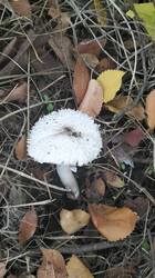 IMG20260926111212.thumb.jpg.c0a59c94bab94e2cfbf5d0cb6839c81c.jpg
