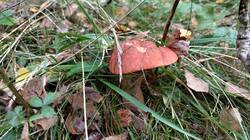 IMG20260926111231.jpg