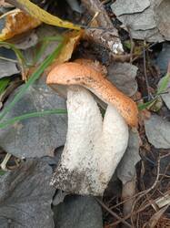 IMG20260929120118.jpg