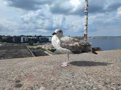 IMG_20250803_134344.thumb.jpg.8fa401df414b78c5a77b1e68861f4478.jpg