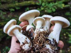 IMG_20250901_085101.thumb.jpg.42c4f6f10fa772b8e06d1e9549371958.jpg