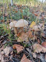 IMG_20260901_112135.jpg