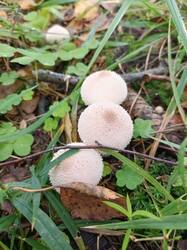IMG_20260901_123353_443.thumb.jpg.778b1ffbc00692abebc4a8c86a17c90e.jpg