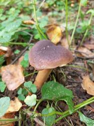 IMG_20260901_125158_294.thumb.jpg.f037ef2d3170f2f32a143f0ad61bbbfb.jpg