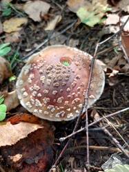 IMG_20260901_125607_113.thumb.jpg.22997d4a8e7d4c9d85a66b834f192f9c.jpg