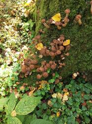 IMG_20260901_131142_026.thumb.jpg.f6f1fa4442f0b29281541550225da8c8.jpg