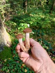 IMG_20260901_131841_244.thumb.jpg.b5851c86446b560c473e9d7176e6c1c1.jpg
