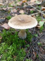 IMG_20260901_133006_522.thumb.jpg.fec317812311ad22e4faf95c3cc27a89.jpg