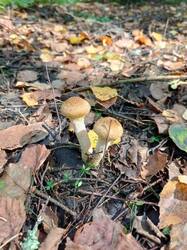 IMG_20260901_133209_383.thumb.jpg.b08ceaaea1e15b4d8b7ba3cf6c9572e5.jpg